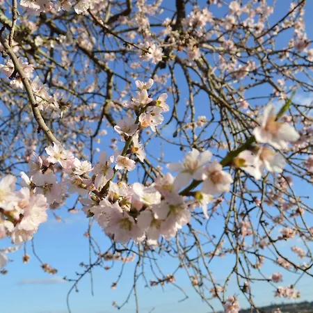 Frühstückspension Quinta Da Mesquita